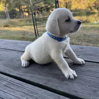 Cooper, a male Labrador Retriever for sale in Lovelady, TX – Photo 3 of 5
