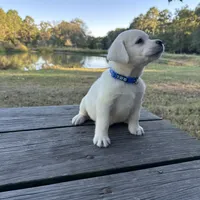 Cooper, a male Labrador Retriever for sale in Lovelady, TX – Photo 4 of 5