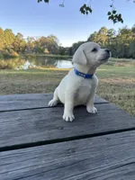 Cooper, a male Labrador Retriever for sale in Lovelady, TX – Photo 4 of 5