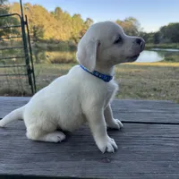 Cooper, a male Labrador Retriever for sale in Lovelady, TX – Photo 1 of 5