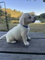 Cooper, a male Labrador Retriever for sale in Lovelady, TX – Photo 1 of 5