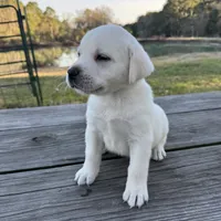 Queen, a female Labrador Retriever for sale in Lovelady, TX – Photo 1 of 4