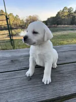 Queen, a female Labrador Retriever for sale in Lovelady, TX – Photo 1 of 4