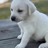 Queen, a female Labrador Retriever for sale in Lovelady, TX – Photo 4 of 4