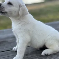 Queen, a female Labrador Retriever for sale in Lovelady, TX – Photo 3 of 4