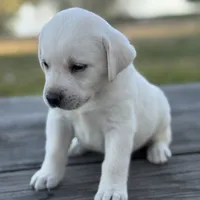 Queen, a female Labrador Retriever for sale in Lovelady, TX – Photo 2 of 4