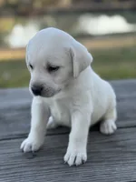 Queen, a female Labrador Retriever for sale in Lovelady, TX – Photo 2 of 4