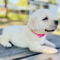 Milly, a female Labrador Retriever for sale in Lovelady, TX – Photo 3 of 3