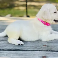 Milly, a female Labrador Retriever for sale in Lovelady, TX – Photo 1 of 3