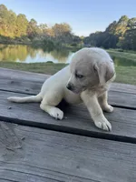 Ann, a female Labrador Retriever for sale in Lovelady, TX – 9 of 10