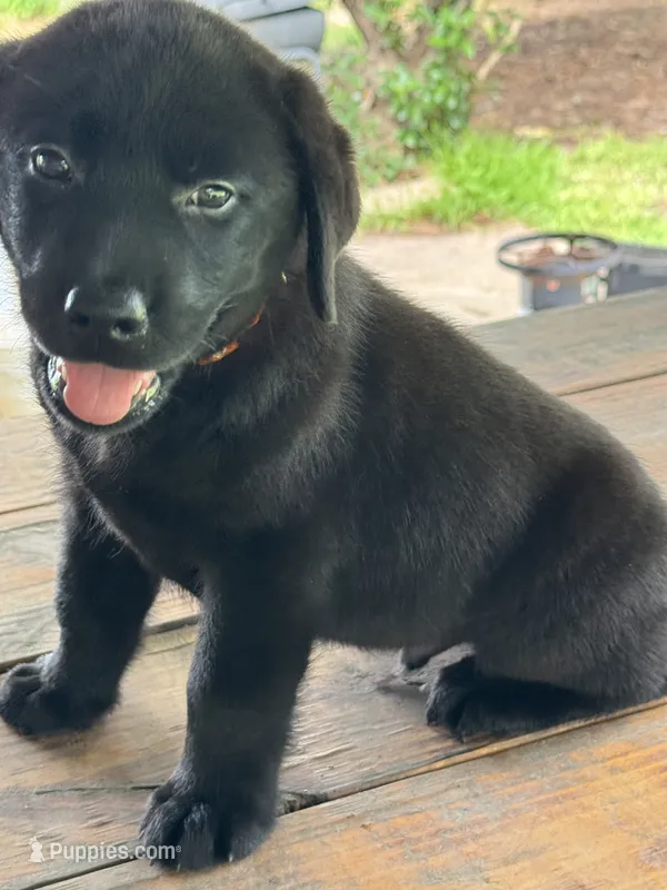 Sam  – Labrador Retriever puppy for sale in Lovelady, TX