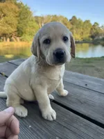 Mae, a female Labrador Retriever for sale in Lovelady, TX – 5 of 7