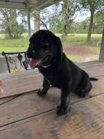 Milly, a female Labrador Retriever for sale in Lovelady, TX – 6 of 6