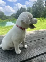 Sally , a female Labrador Retriever for sale in Lovelady, TX – 2 of 7