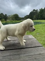 Captain , a male Labrador Retriever for sale in Lovelady, TX – 6 of 6