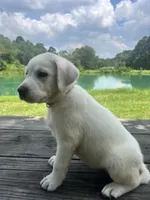 Sally , a female Labrador Retriever for sale in Lovelady, TX – 5 of 7