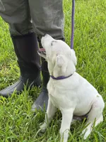Dolly, a female Labrador Retriever for sale in Lovelady, TX – 4 of 5