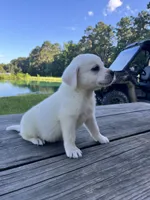 Champ, a male Labrador Retriever for sale in Lovelady, TX – 4 of 4