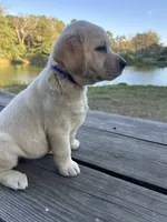 Mae, a female Labrador Retriever for sale in Lovelady, TX – 3 of 7