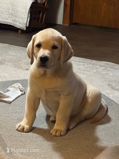 Nick – Labrador Retriever puppy for sale in Lovelady, TX