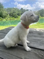 Sally , a female Labrador Retriever for sale in Lovelady, TX – 7 of 7