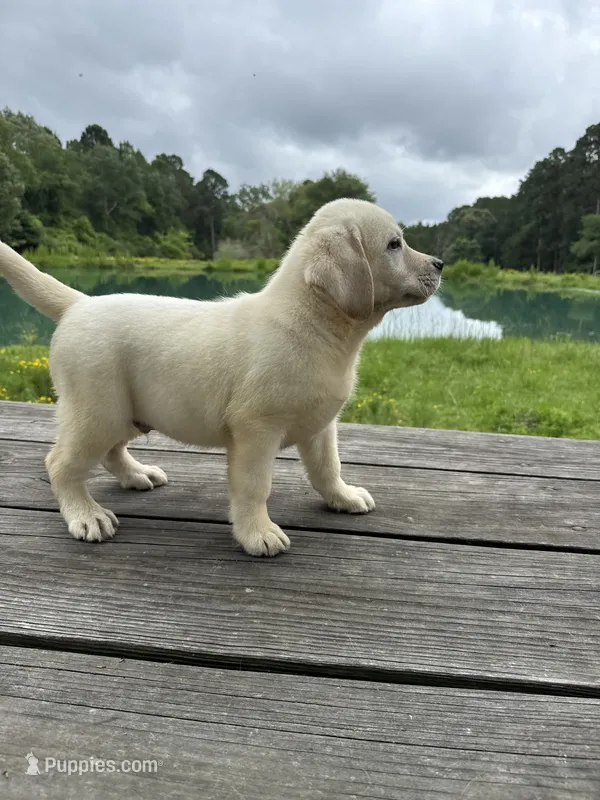 Captain  – Labrador Retriever puppy for sale in Lovelady, TX