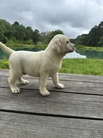 Captain , a male Labrador Retriever for sale in Lovelady, TX – 1 of 6