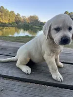 Ann, a female Labrador Retriever for sale in Lovelady, TX – 5 of 10