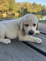Ann, a female Labrador Retriever for sale in Lovelady, TX – 7 of 10