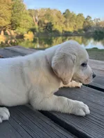 Ann, a female Labrador Retriever for sale in Lovelady, TX – 8 of 10