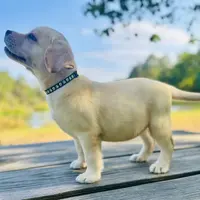 Ben, a male Labrador Retriever for sale in Lovelady, TX – Photo 4 of 6