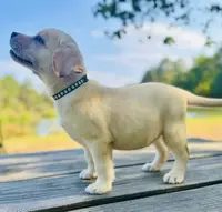Ben, a male Labrador Retriever for sale in Lovelady, TX – Photo 4 of 6
