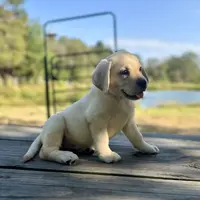 Ben, a male Labrador Retriever for sale in Lovelady, TX – Photo 2 of 6