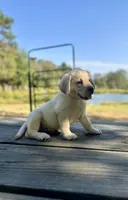 Ben, a male Labrador Retriever for sale in Lovelady, TX – Photo 2 of 6