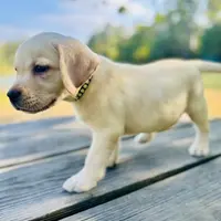 Ben, a male Labrador Retriever for sale in Lovelady, TX – Photo 6 of 6