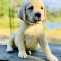 Ben, a male Labrador Retriever for sale in Lovelady, TX – Photo 1 of 6