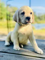 Ben, a male Labrador Retriever for sale in Lovelady, TX – Photo 1 of 6