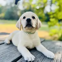 Ben, a male Labrador Retriever for sale in Lovelady, TX – Photo 5 of 6