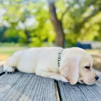 Ben, a male Labrador Retriever for sale in Lovelady, TX – Photo 3 of 6