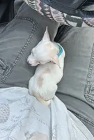 Precious , a female Chihuahua for sale in Greenup, KY – 2 of 3