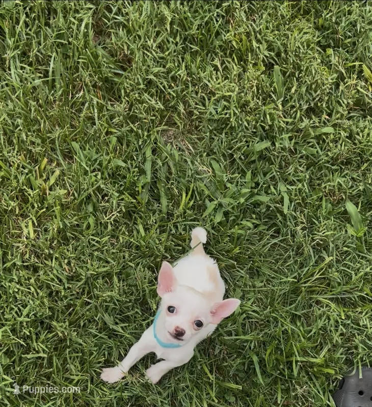 Precious  – Chihuahua puppy on hold in Greenup, KY