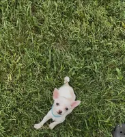 Precious , a female Chihuahua for sale in Greenup, KY – 1 of 3