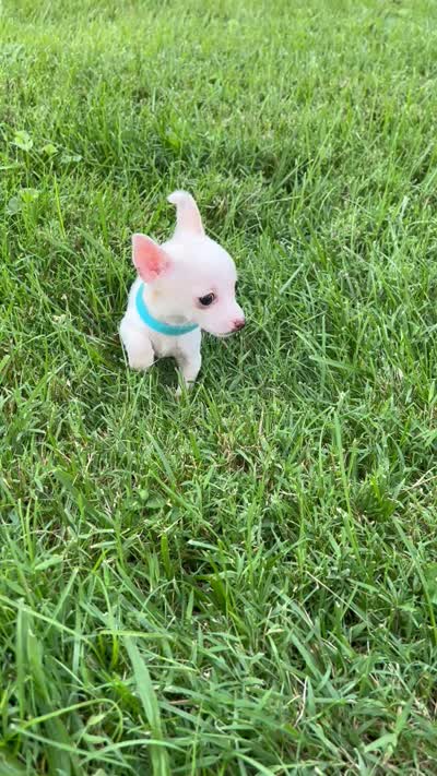 Precious , a female Chihuahua for sale in Greenup, KY – 3 of 3