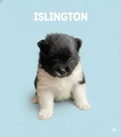 AKC Islington, a male Pomeranian for sale in Corpus Christi, TX – Photo 4 of 9