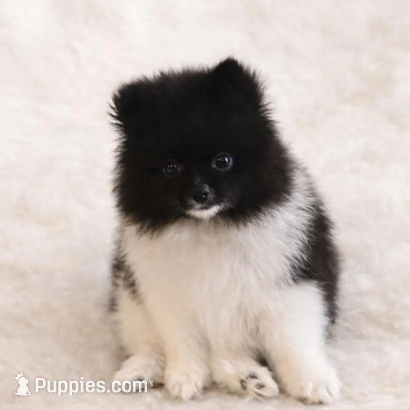 AKC Islington – Pomeranian puppy for sale in Corpus Christi, TX
