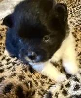 AKC Islington, a male Pomeranian for sale in Corpus Christi, TX – Photo 6 of 9