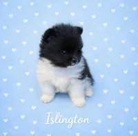AKC Islington, a male Pomeranian for sale in Corpus Christi, TX – Photo 2 of 9