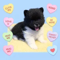 AKC Islington, a male Pomeranian for sale in Corpus Christi, TX – Photo 3 of 9