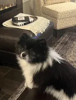 AKC Islington, a male Pomeranian for sale in Corpus Christi, TX – Photo 8 of 9