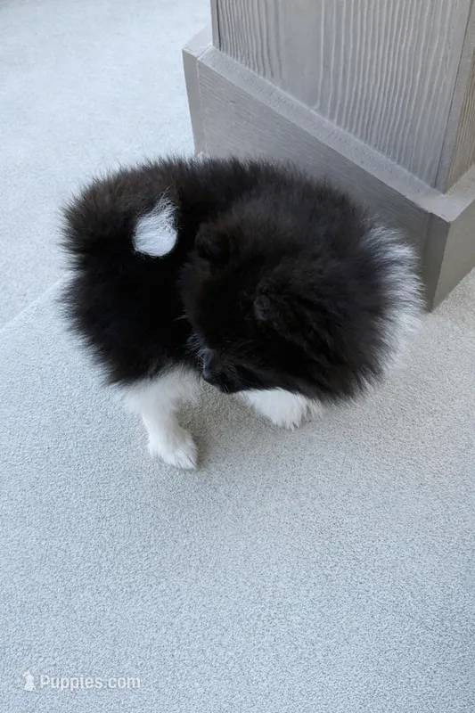 AKC Islington – Pomeranian puppy for sale in Corpus Christi, TX